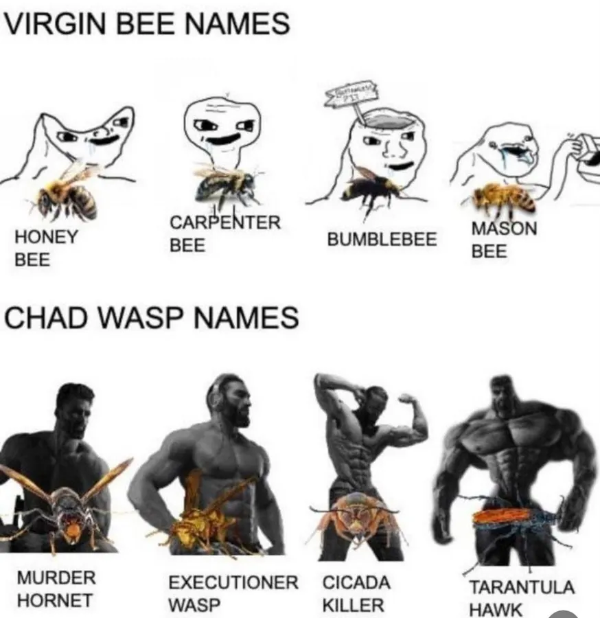 Untitled meme