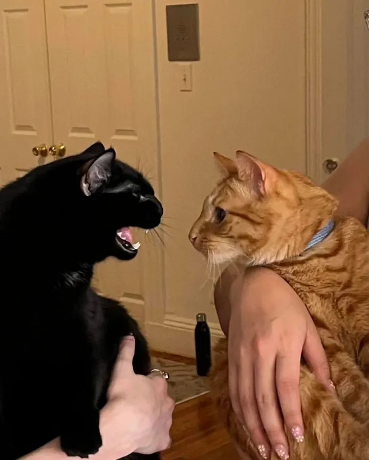 Untitled meme