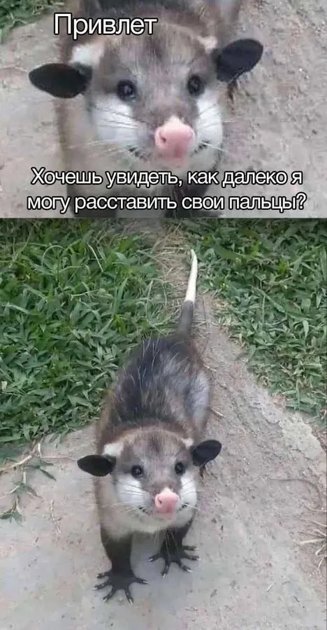Untitled meme