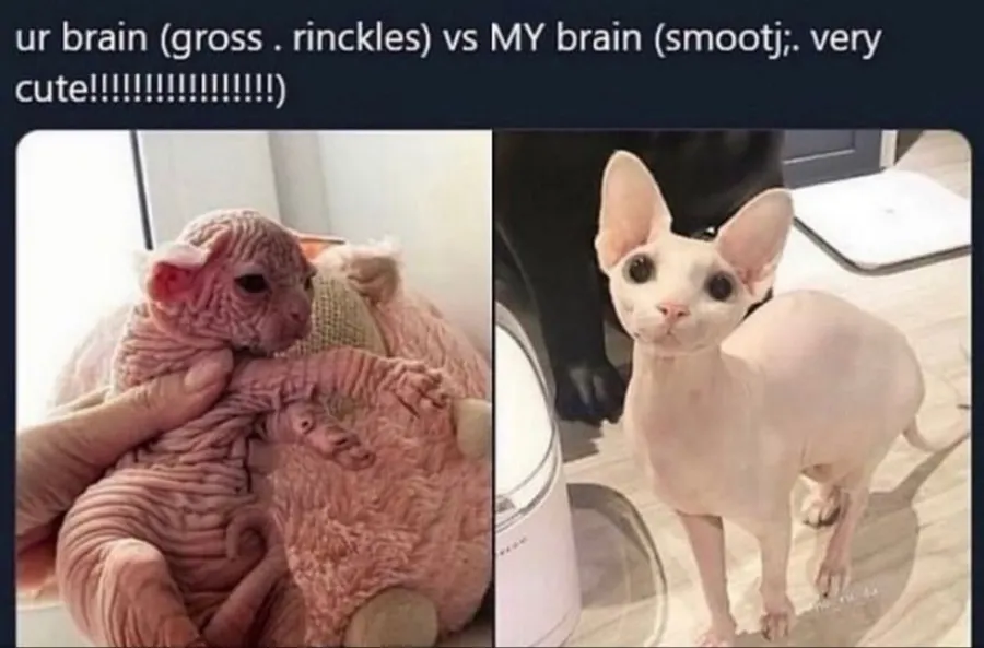 Untitled meme