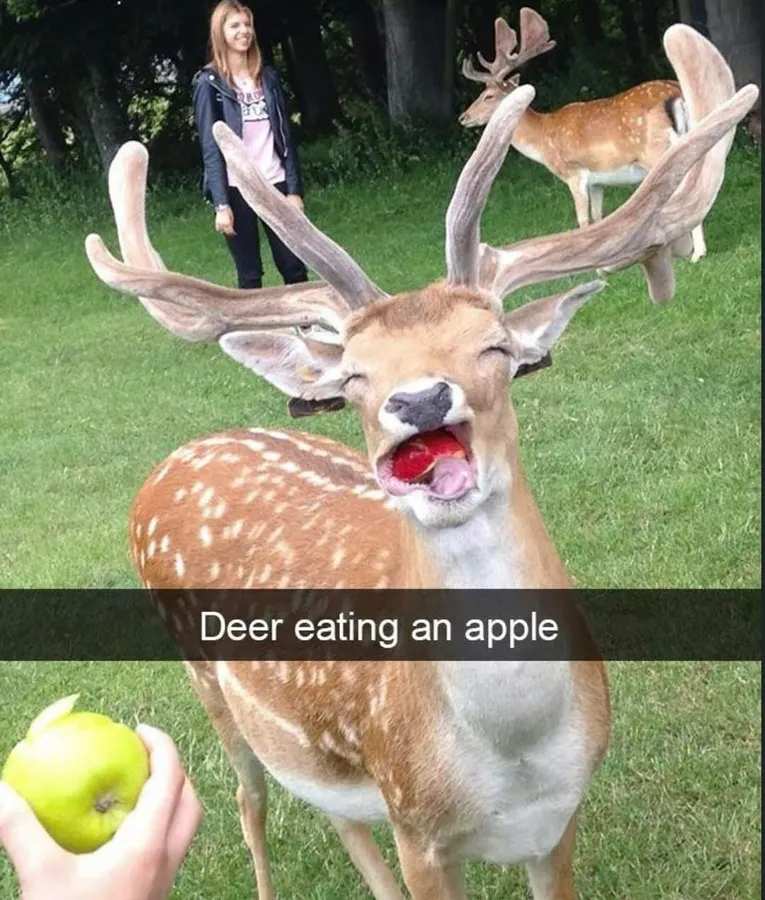 Untitled meme