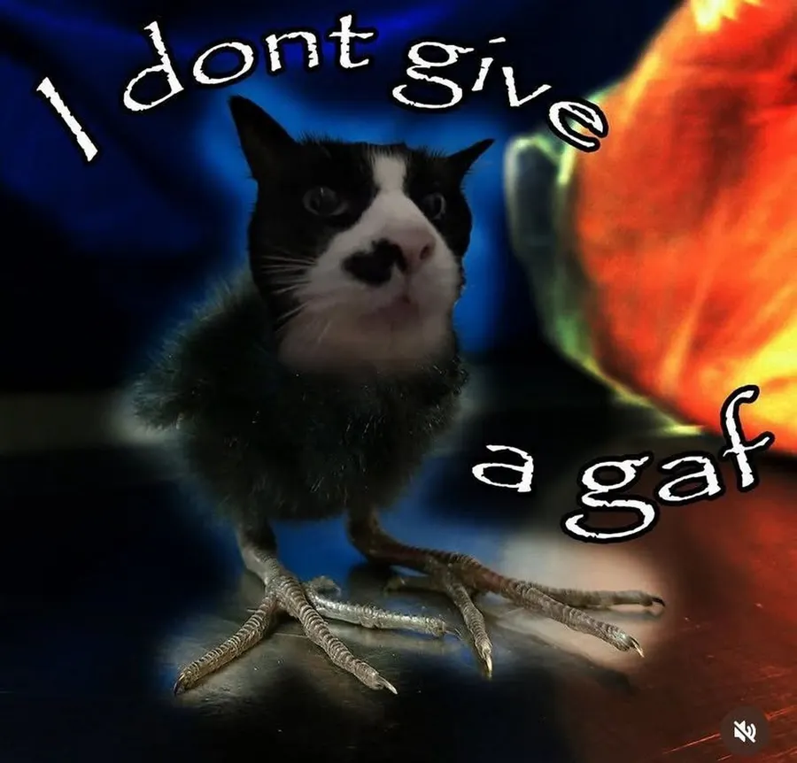Untitled meme