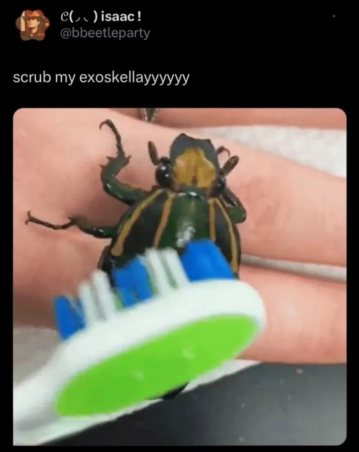 Untitled meme