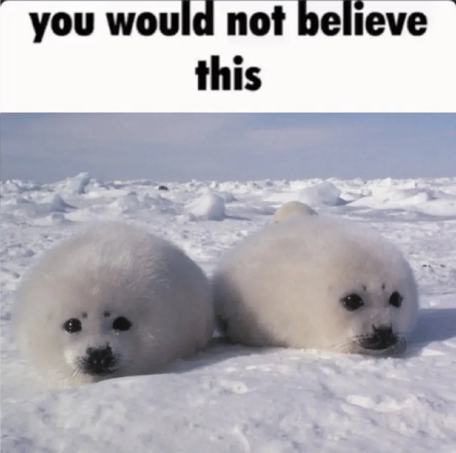 Untitled meme