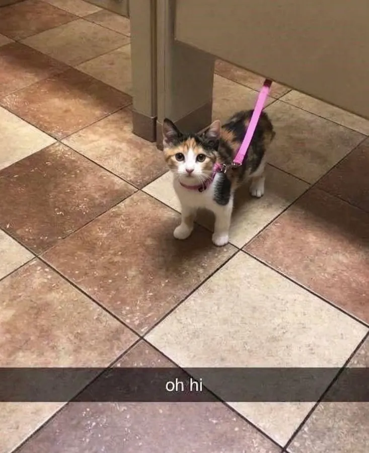 Untitled meme