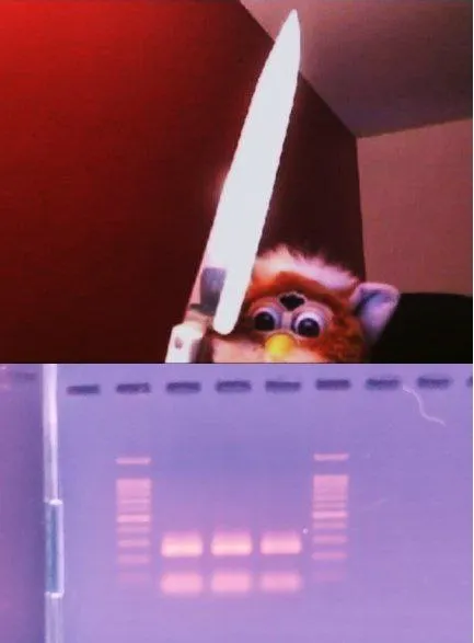Untitled meme