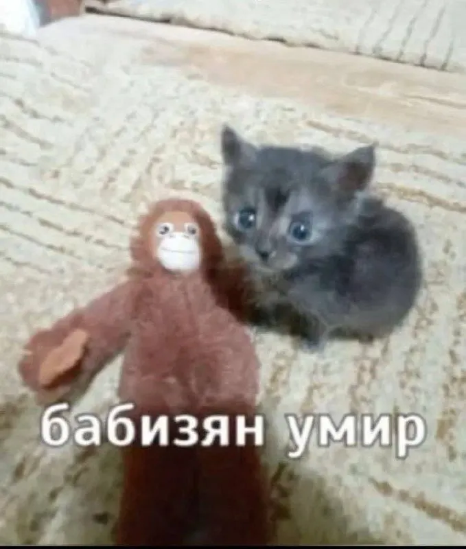 Untitled meme
