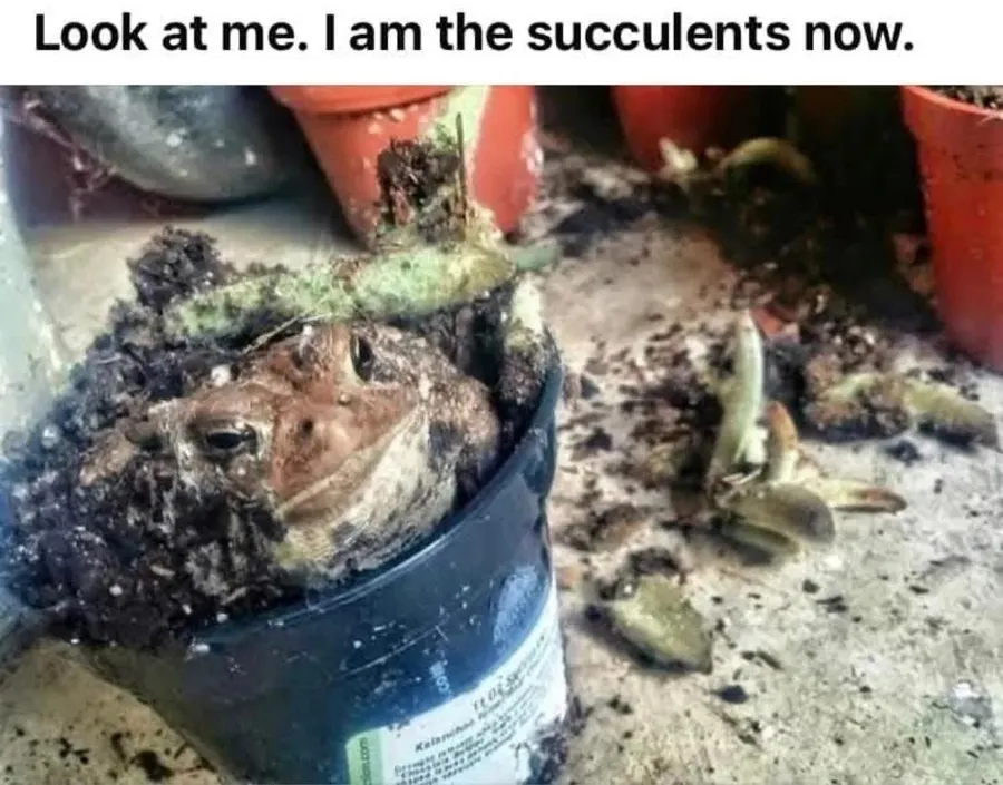 Untitled meme