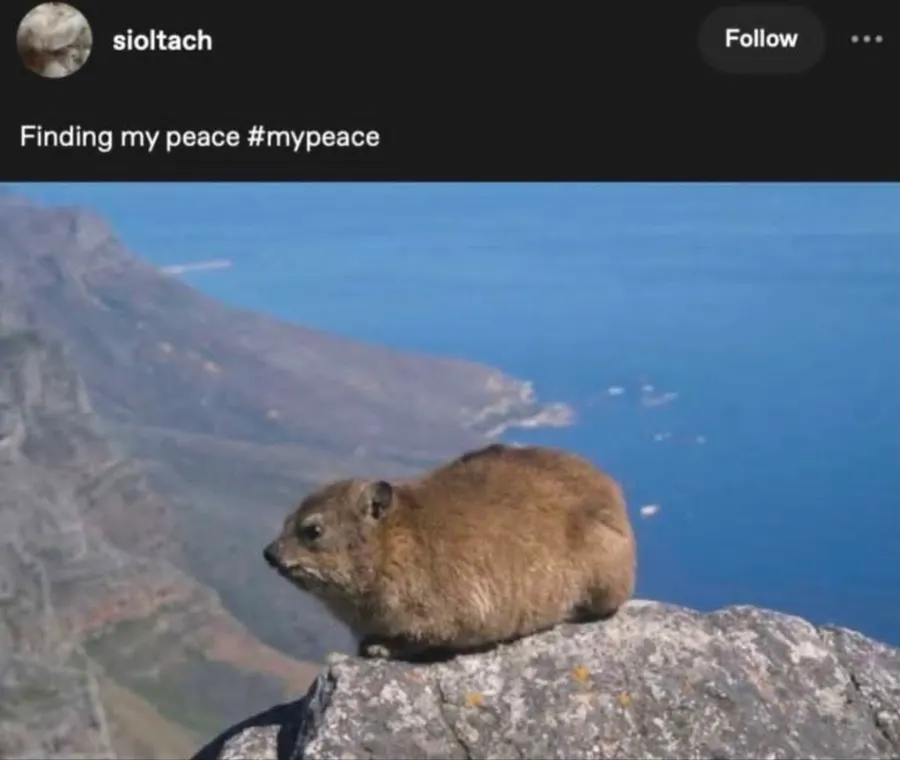 Untitled meme