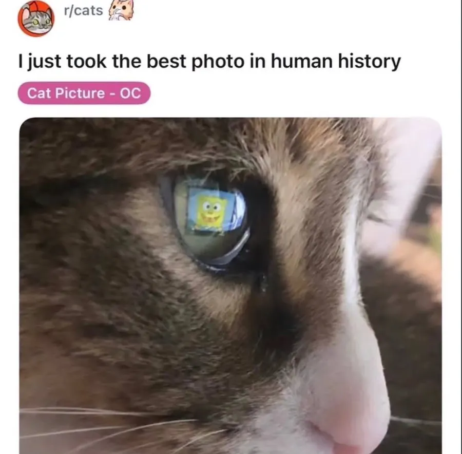 Untitled meme