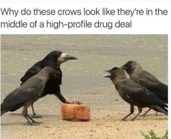 Untitled meme