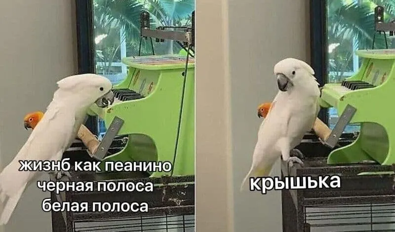 Untitled meme