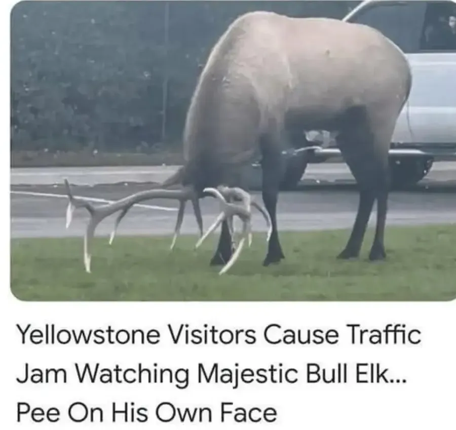 Untitled meme