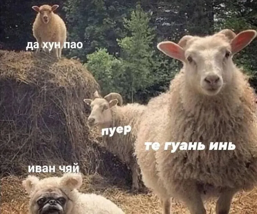 Untitled meme