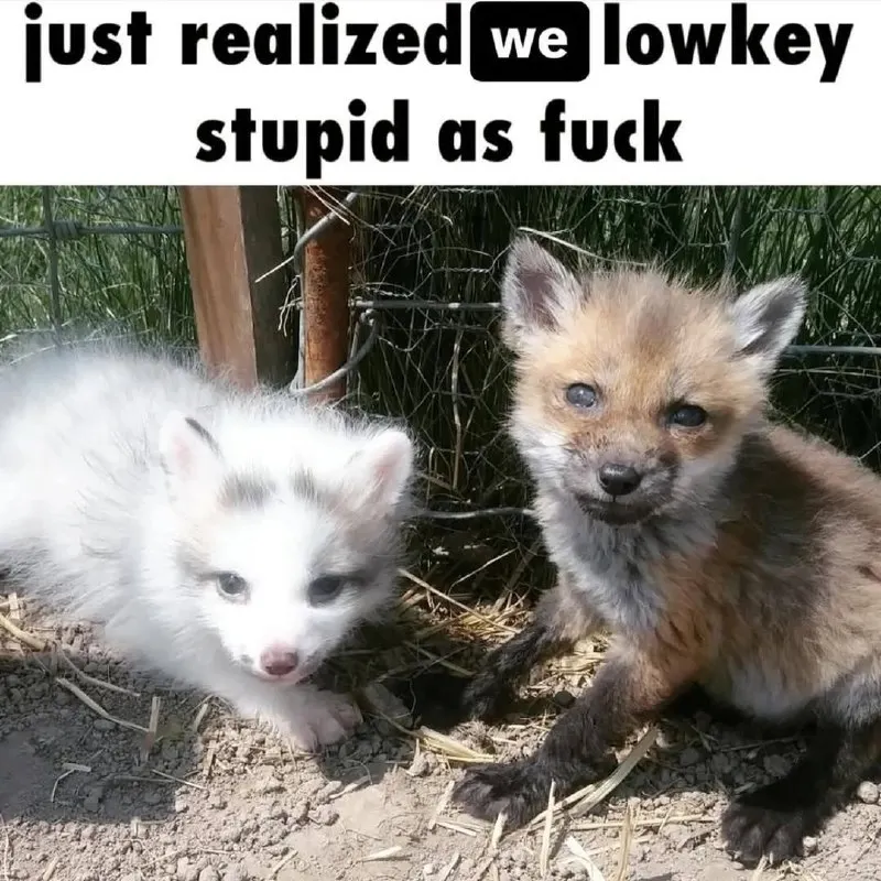 Untitled meme