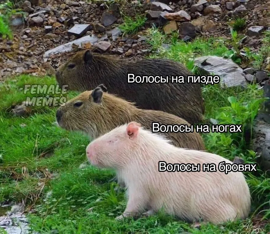 Untitled meme
