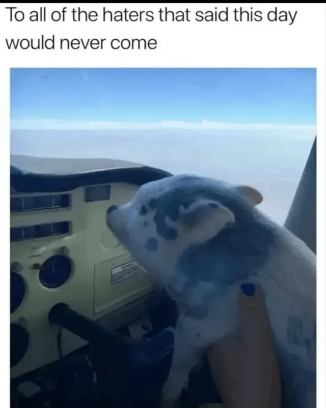 Untitled meme