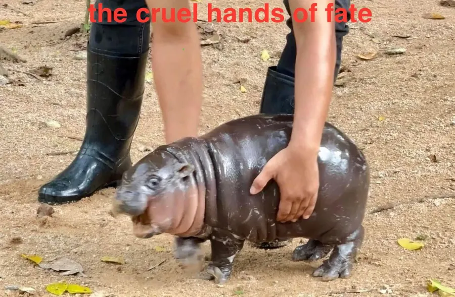 Untitled meme