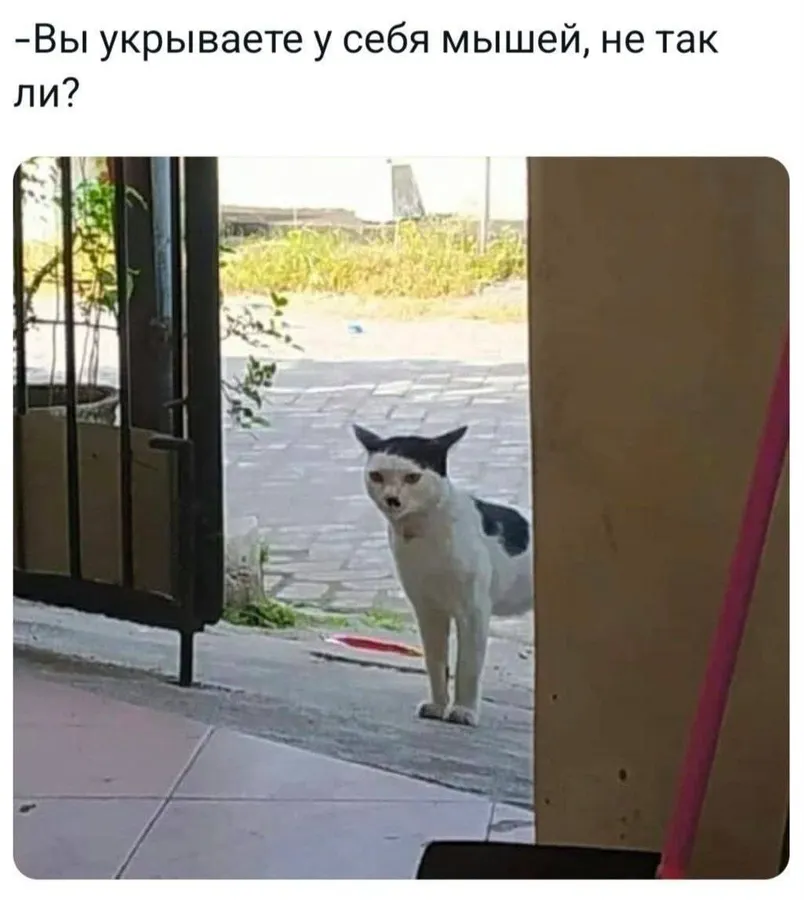Untitled meme