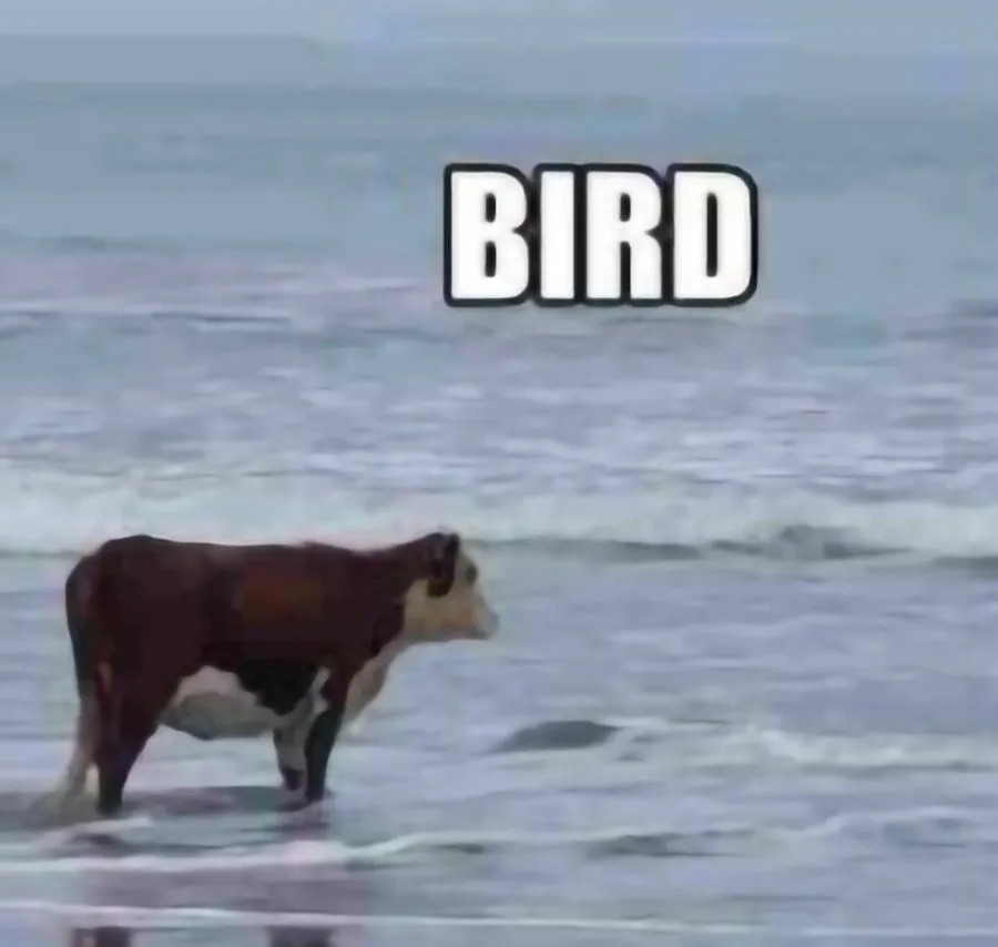 Untitled meme