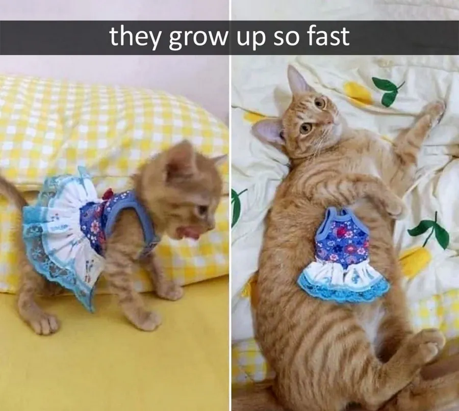 Untitled meme