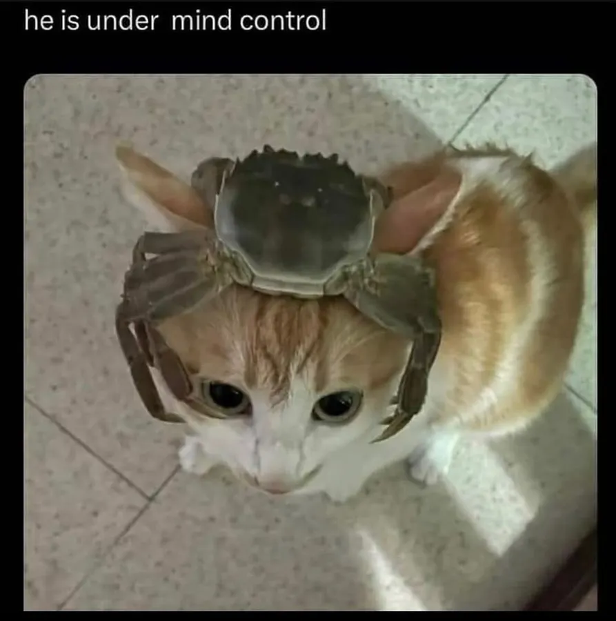 Untitled meme