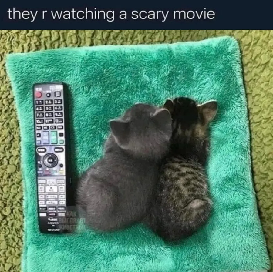 Untitled meme