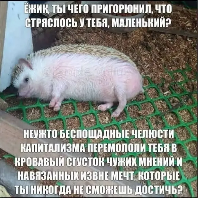 Untitled meme