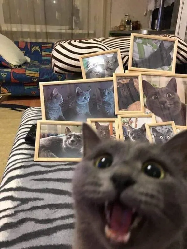 Untitled meme