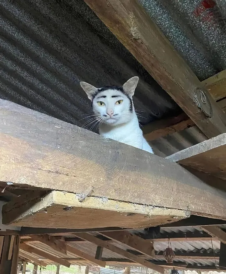 Untitled meme