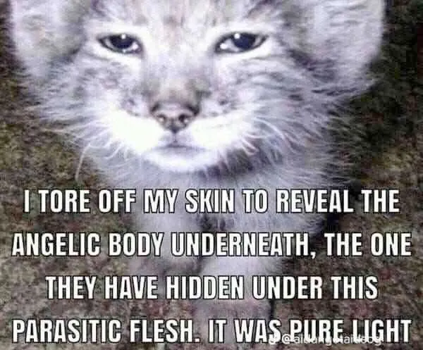 Untitled meme