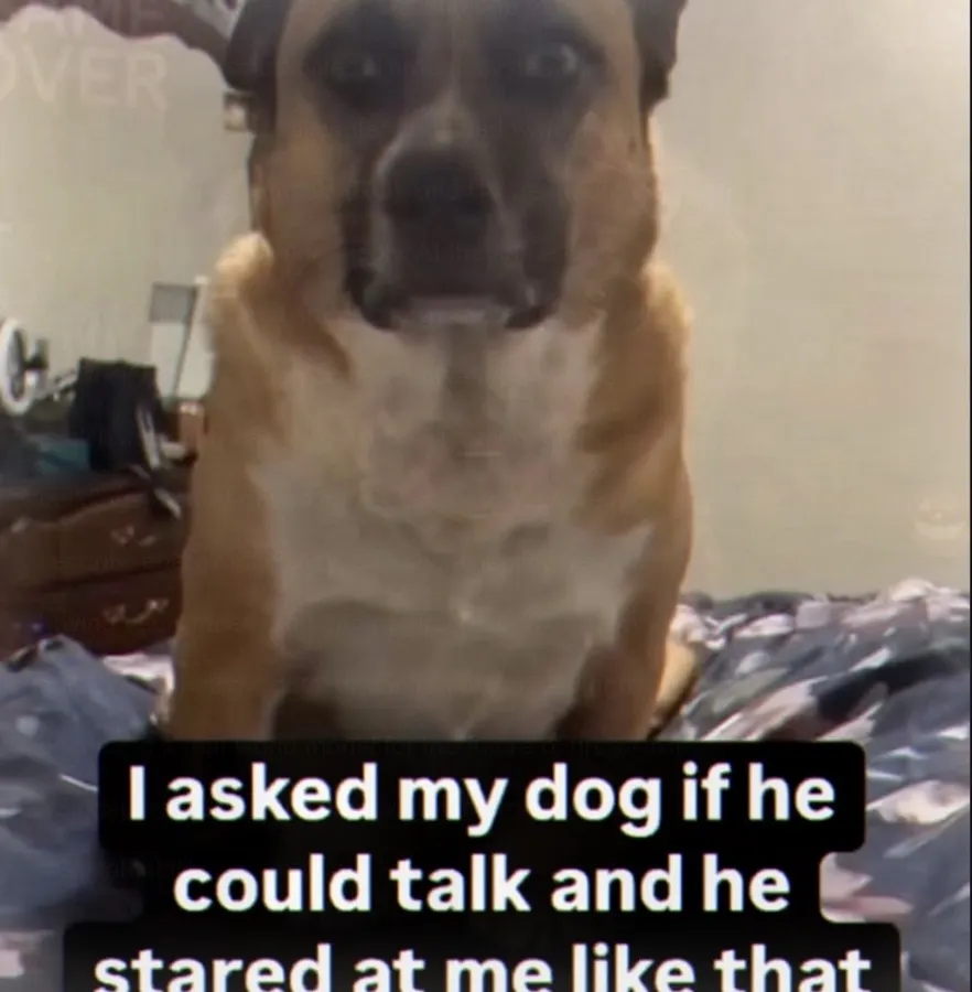 Untitled meme