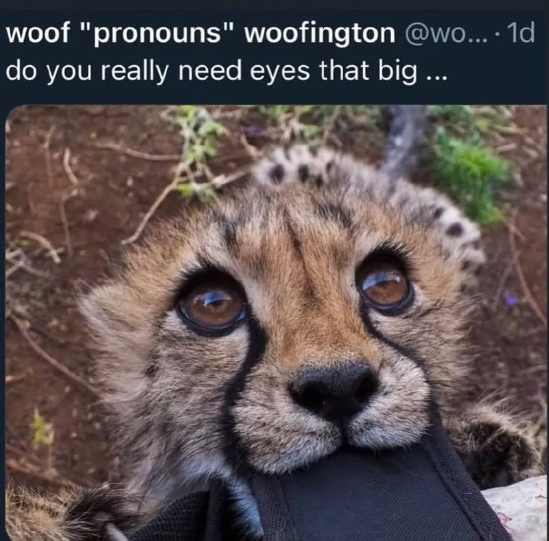 Untitled meme