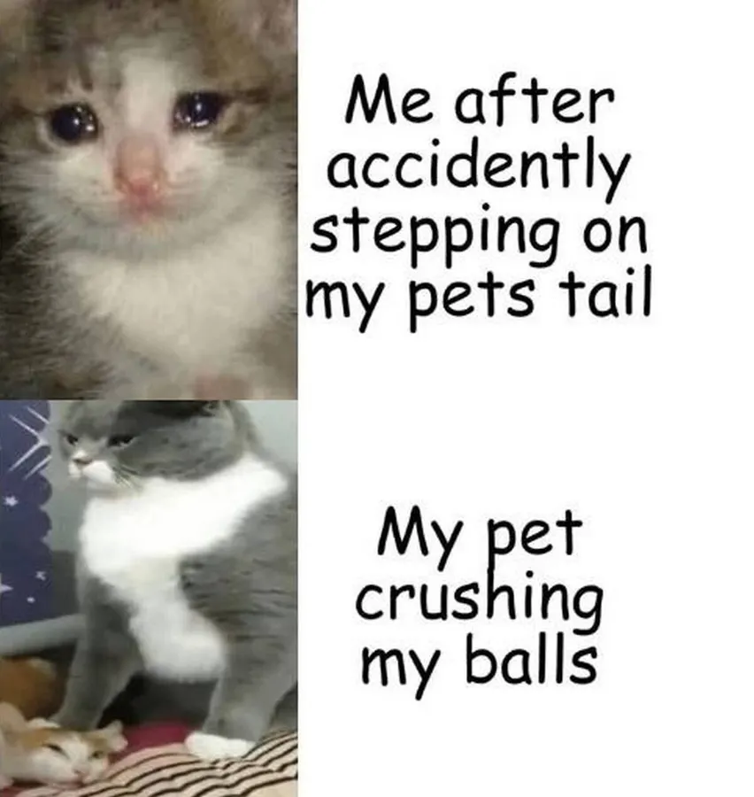 Untitled meme