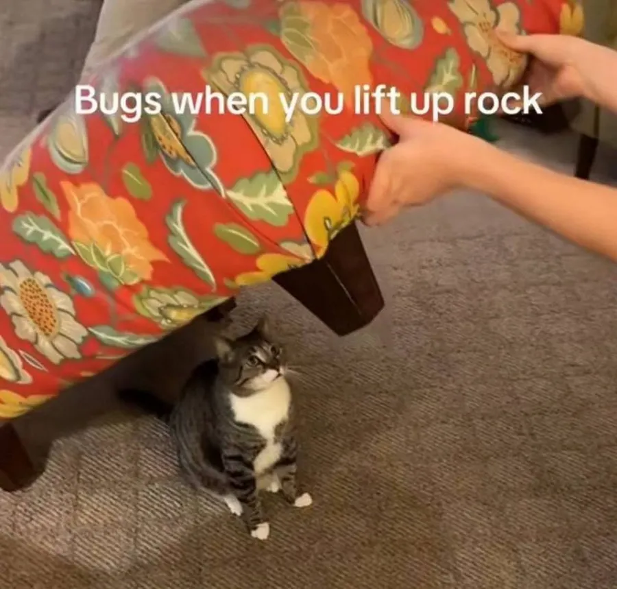 Untitled meme