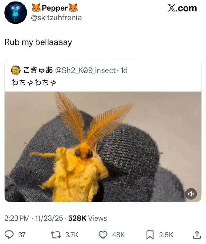 Untitled meme
