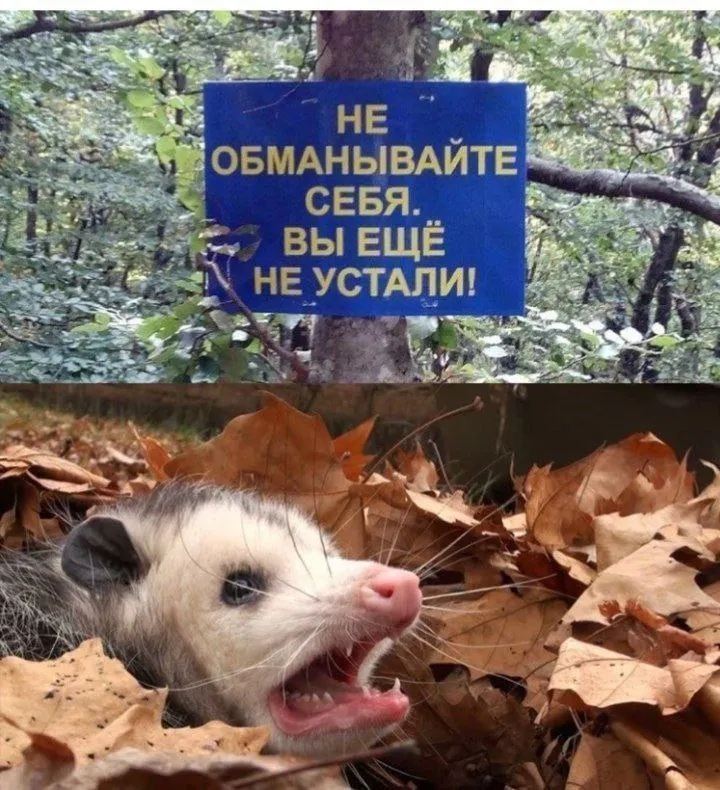 Untitled meme