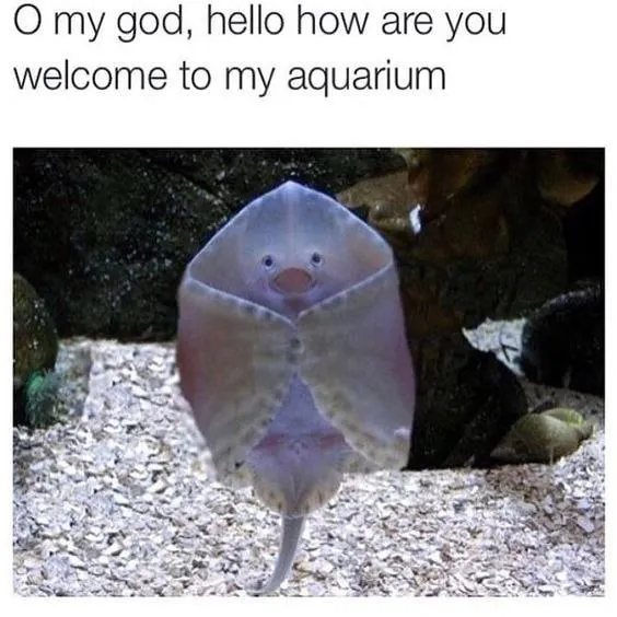 Untitled meme