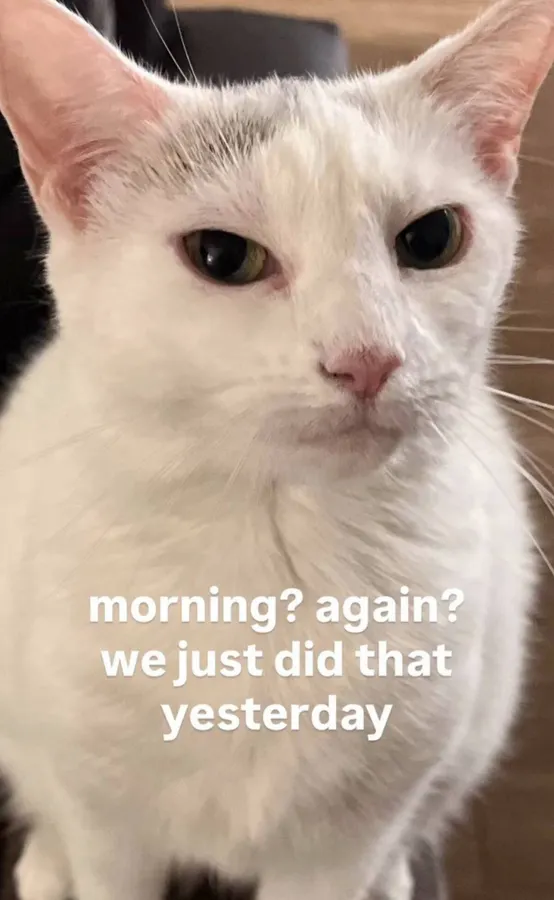 Untitled meme