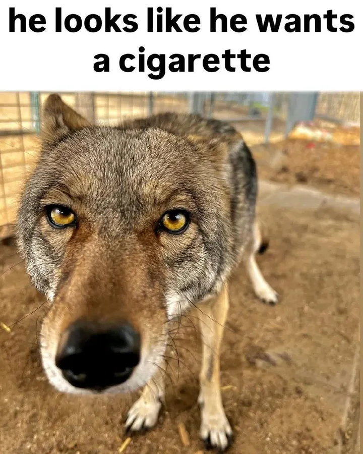 Untitled meme