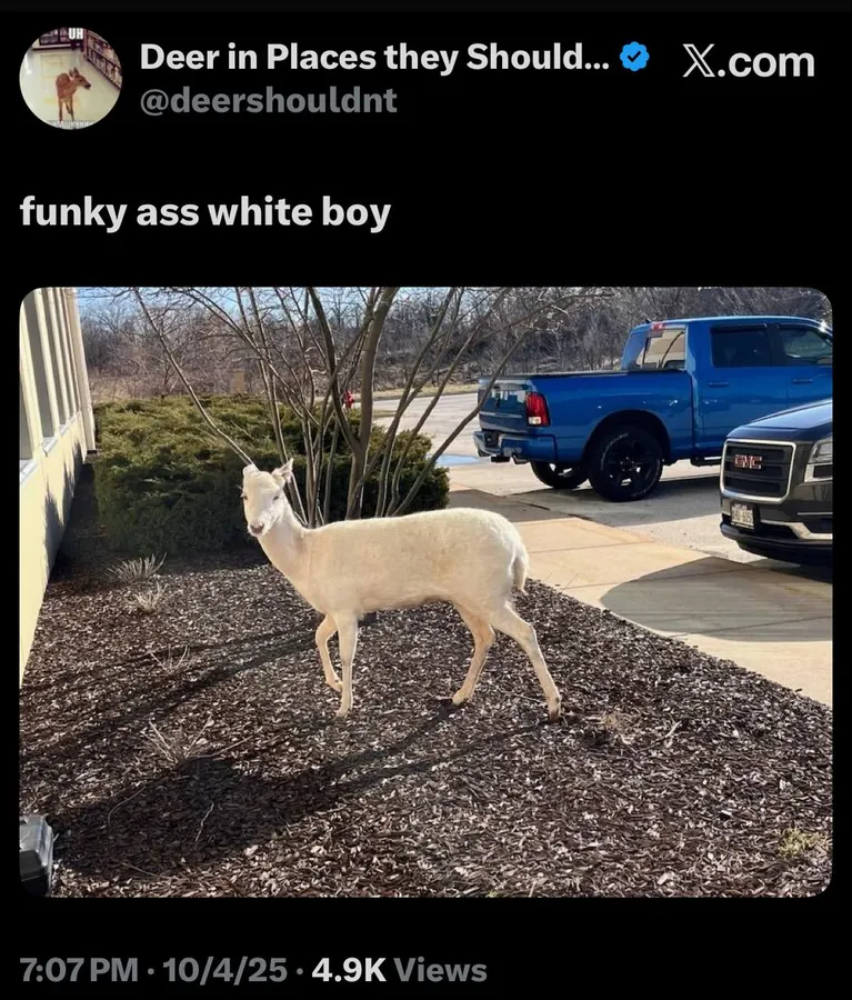 Untitled meme