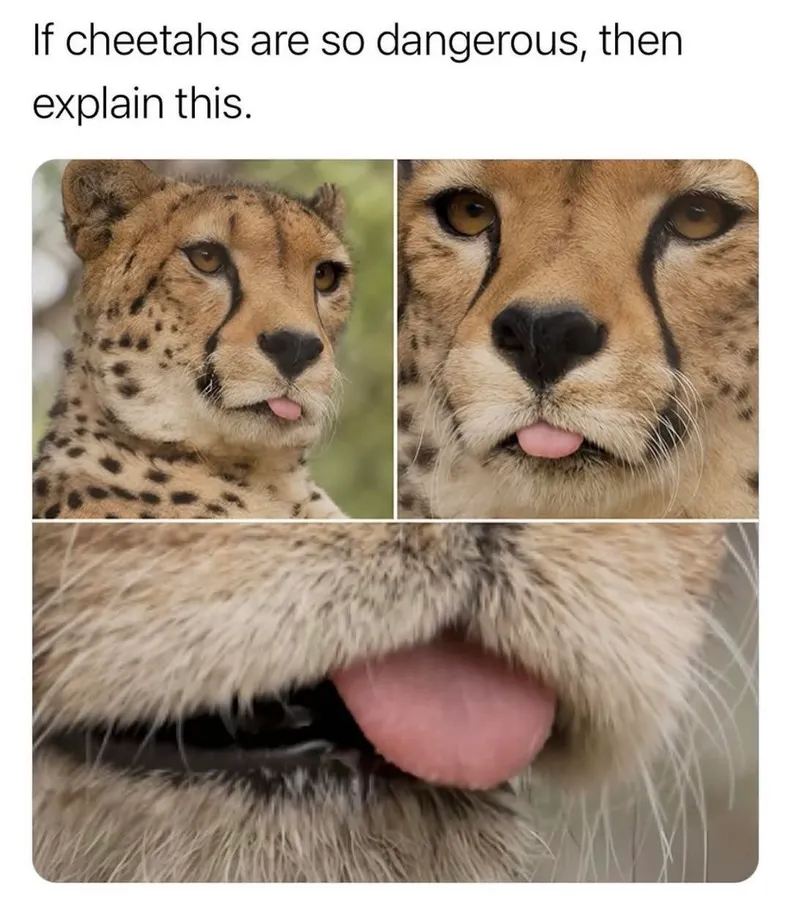 Untitled meme