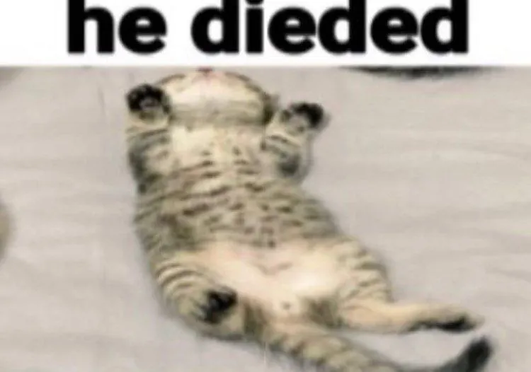 Untitled meme