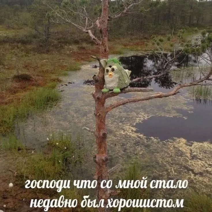 Untitled meme