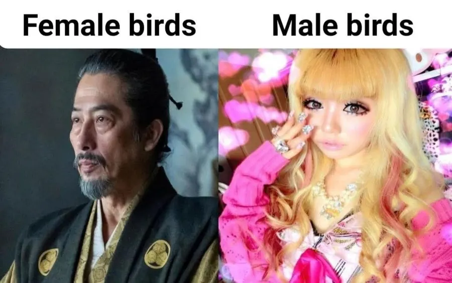 Untitled meme