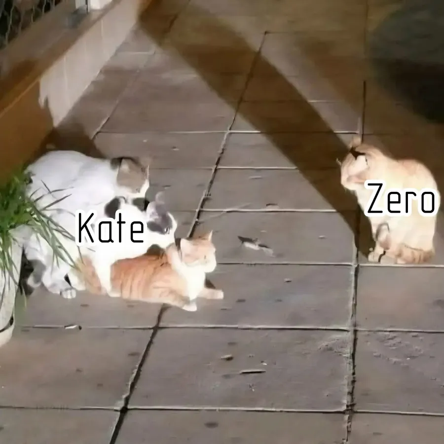 Untitled meme