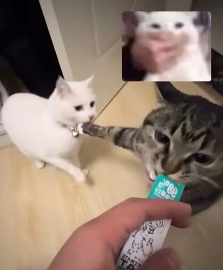 Untitled meme