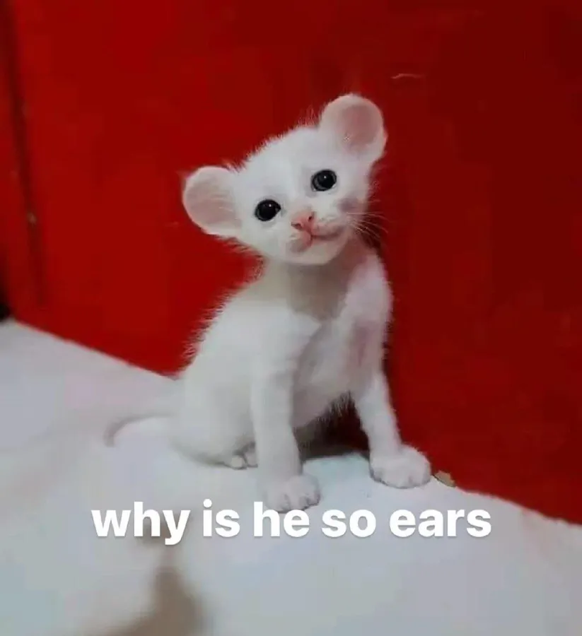 Untitled meme