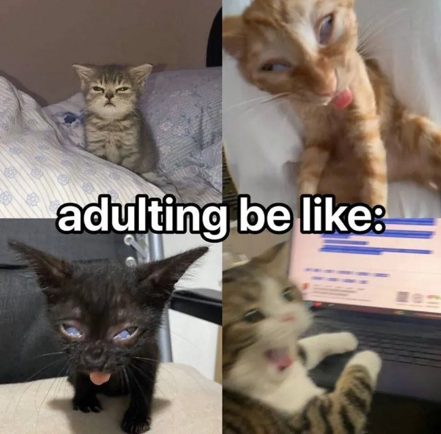 Untitled meme