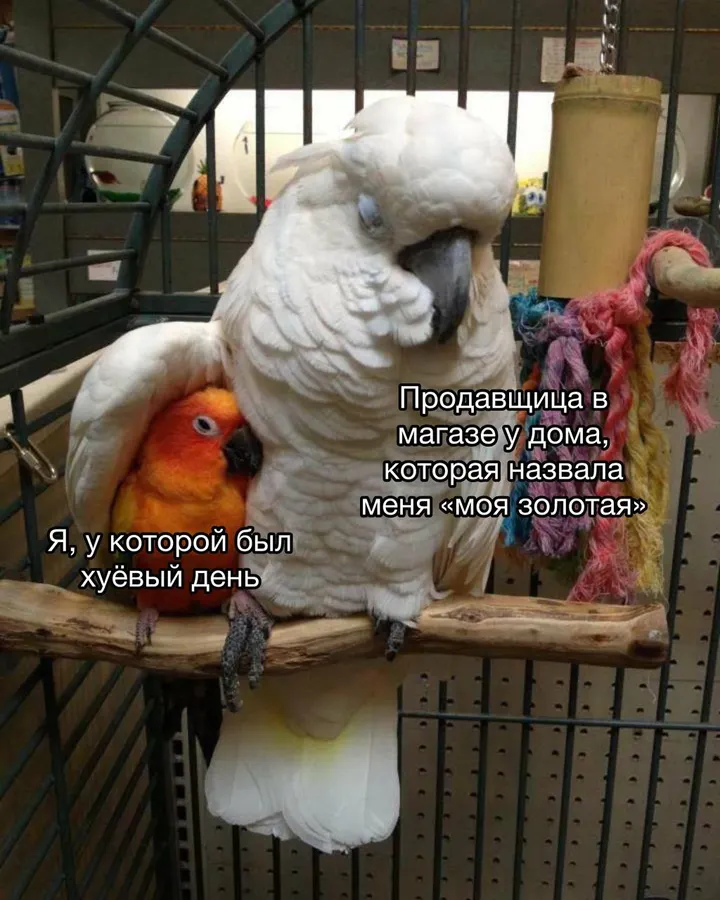 Untitled meme